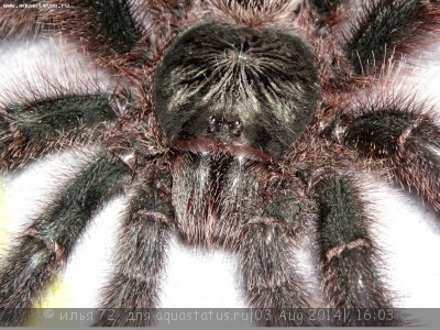 Фото Птицеед авикулярия металлика Avicularia metallica  (photo#57355)