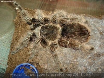 Фото Птицеед брахипельма альбопилозум Brachypelma albopillosum  (photo#57356)