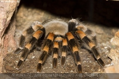 Фото Птицеед брахипельма смити Brachypelma smithi  (photo#57357)