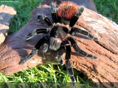 Фото Птицеед брахипельма ваганс Brachypelma vagans  (photo#57358)