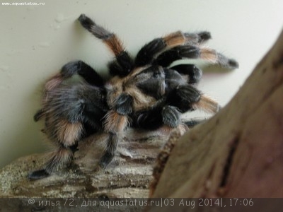 Фото Птицеед брахипельма эмилиа Brachypelma еmilia  (photo#57359)