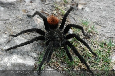 Фото Птицеед цитаракантус Меермана Citharacanthus meermani Cinnamon Brown Tarantula  (photo#57361)