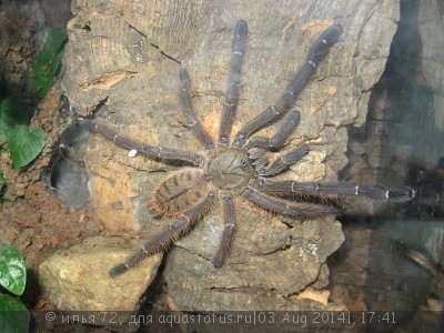 Фото Птицеед цириопагопус паганус Cyriopagopus paganus Thai Tiger Tarantula  (photo#57362)