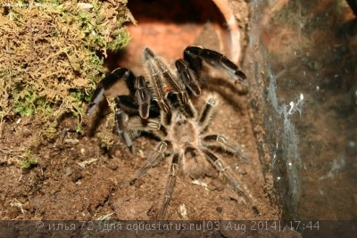 Фото Птицеед эфибопус муринус Ephebopus murinus  (photo#57363)