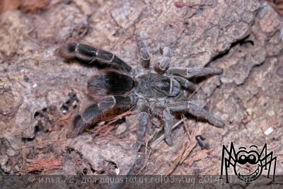 Фото Птицеед евкратосцелюс пахипус Eucratoscelus pachypus  (photo#57364)