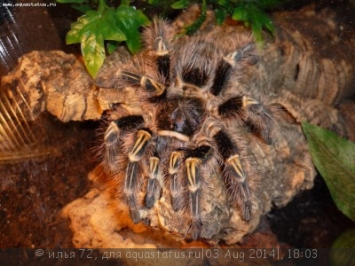 Фото Птицеед граммостола ауреостриата Grammostola aureostriata Rose Hair Tarantul  (photo#57369)