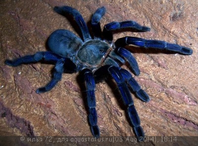 Фото Птицеед гаплопельма ливидум Haplopelma lividum  (photo#57375)