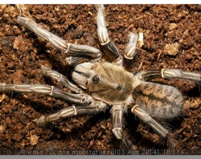 Фото Птицеед гаплопельма сп.1 Камбодиан Haplopelma sp. Cambodian  (photo#57378)