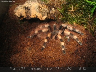 Фото Птицеед нанду колоратовиллозум Nhandu coloratovillosum  (photo#57383)