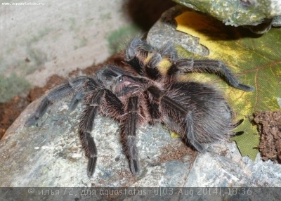 Фото Птицеед формиктопус канцеридес Phormictopus cancerides Haitian Brown Tarantula  (photo#57384)