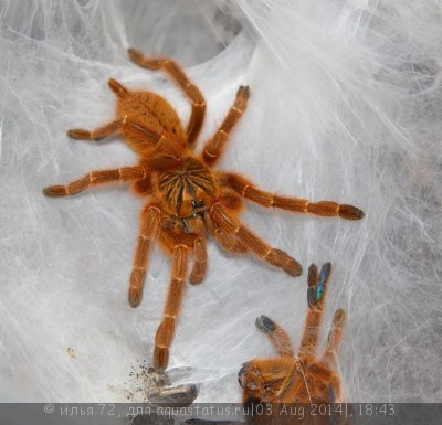 Фото Птицеед птеринохилюс Red Usambara Pterinochilus cf. murinus Red Usambara  (photo#57386)