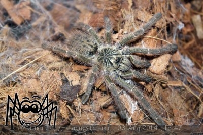 Фото Птицеед птеринохилюс муринус серый Pterinochilus cf. murinus  (photo#57387)