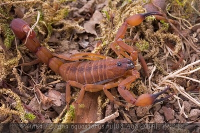 Скорпион бабикурус джексона (Babycurus jacksoni)