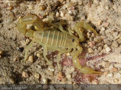 Скорпион бутакус (Buthacus sp.)