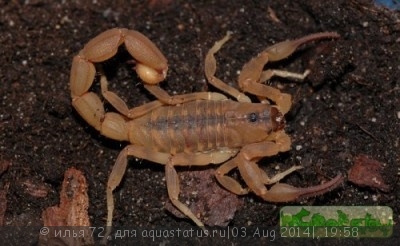 Фото Скорпион одонтурус дентатус Odonthurus dentatus  (photo#57401)