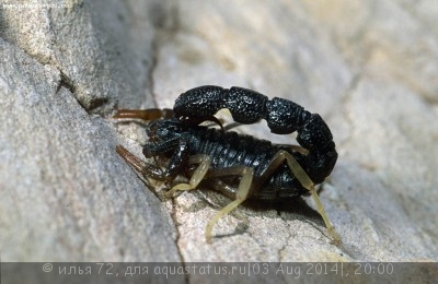 Ортохирус (Orthochirus sp.)