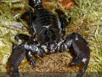 Скорпион пандинус император (Pandinus imperator)