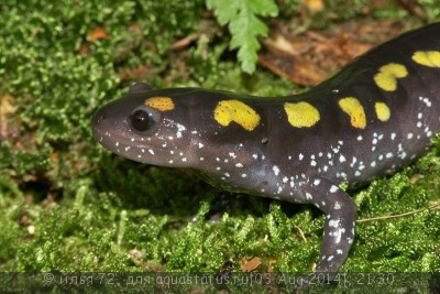 Фото Амбистома пятнистая Ambystoma maculatum Spotted Salamander  (photo#57422)