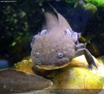 Фото Аксолотль, амбистома мексиканская Ambystoma mexicanum  (photo#57423)