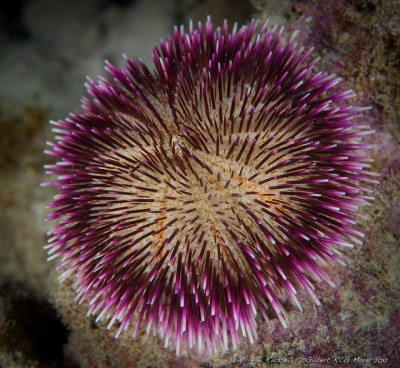 Еж псевдоболетиа (Pseudoboletia sp.)