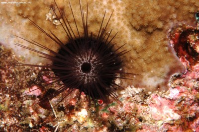 Еж эхиностефус (Echinostrephus sp.)