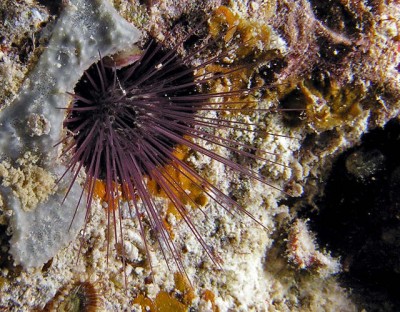 Еж эхиностефус (Echinostrephus sp.)