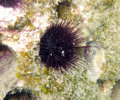 Еж эхиностефус (Echinostrephus sp.)