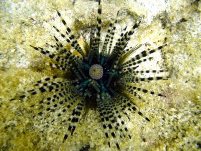 Еж полосатый диадемовый (Echinothrix calamari)