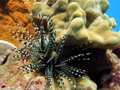 Фото Еж полосатый диадемовый Echinothrix calamari  (photo#57437)