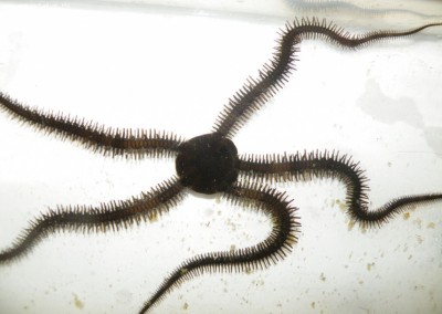 Офиура черная (Ophiocoma echinata)