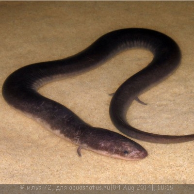 Фото Амфиума трёхпалая Amphiuma tridactylum Amphiuma  (photo#57465)