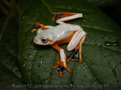 Фото Лягушка летающая Рейнвардта Rhacophorus reinwardtii blue feet tree frog  (photo#57471)