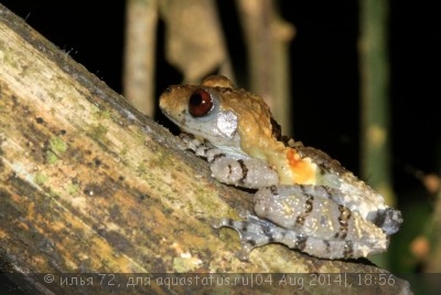 Фото Телодерма шероховатая Theloderma asperum Hill Garden Bug-eyed Frog  (photo#57472)