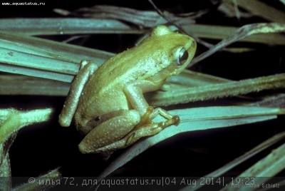 Фото Гиперолиус пунктикулятус Hyperolius puncticulatus  (photo#57481)