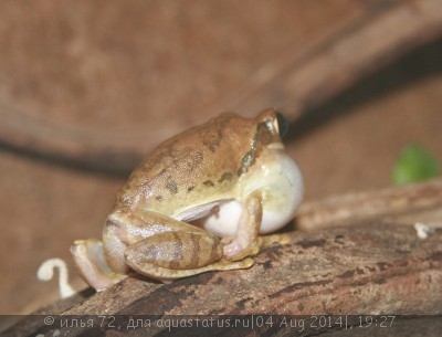 Фото Лептопелис желтопятнистый Leptopelis flavomaculatus  (photo#57483)