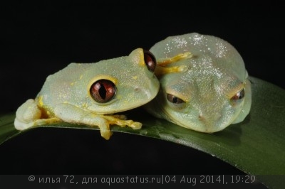 Фото Лептопелис улугурский Leptopelis uluguruensis  (photo#57484)