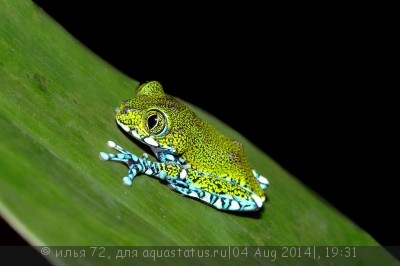 Фото Лептопелис танзанийский Leptopelis vermiculatus  (photo#57485)