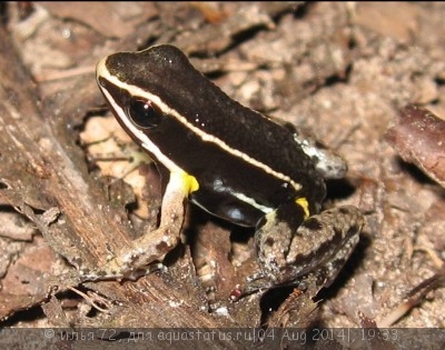 Фото Древолаз яркий Allobates femoralis  (photo#57486)