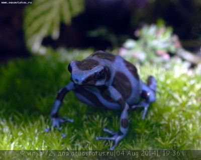 Фото Древолаз красящий золотой Dendrobates auratus  (photo#57487)