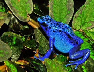 Древолаз голубой (Dendrobates azureus)