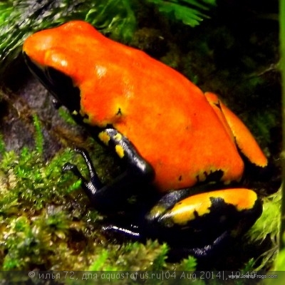 Фото Древолаз расцвеченный Dendrobates galactonotus  (photo#57489)