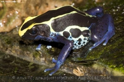 Фото Древолаз пятнистый Dendrobates tinctorius  (photo#57491)