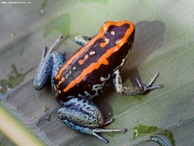 Фото Листолаз полосатый Phyllobates vittatus  (photo#57494)