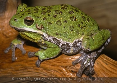 Фото Квакша стройная лающая Hyla gratiosa  (photo#57499)