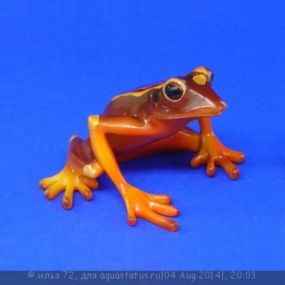 Фото Квакша-клоун Hyla leucophyllata South American Clown Tree Frog  (photo#57500)