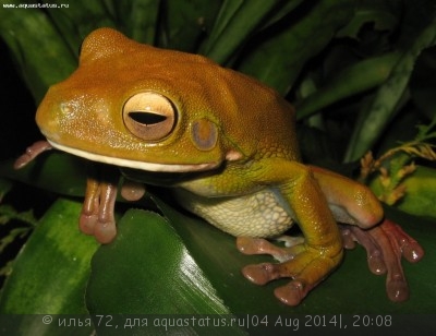 Фото Квакша белогубая Litoria infrafrenata White lipped tree frog  (photo#57504)