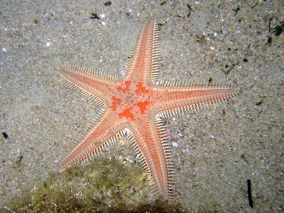 Звезда астропектен (Astropecten sp.)