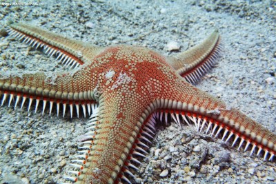 Звезда астропектен (Astropecten sp.)