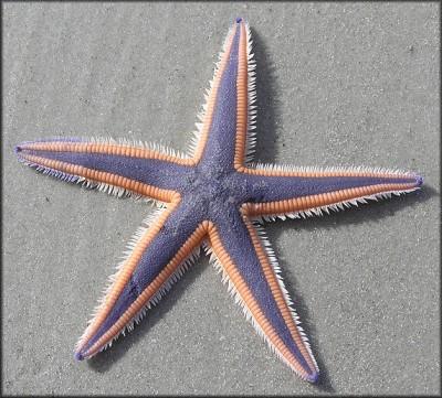 Звезда астропектен (Astropecten sp.)