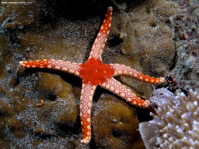 Звезда фромия элегантная (Fromia monilis)